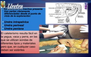  La uretra de los machos presenta
tres partes claramente
diferenciadas desde el punto de
vista de la exploración:
 Uretra intrapelvica
 Uretra perineal
 Uretra peniana
Uretra
El cateterismo resulta fácil en
la yegua, vaca y perra, en las
que se utilizan sondas de
diferentes tipos y materiales
pero que, en cualquier caso
deben ser estériles
 