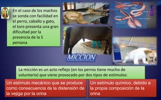  En el caso de los machos
se sonda con facilidad en
el perro, caballo y gato,
el toro presenta una gran
dificultad por la
presencia de la S
peniana
MICCION
La micción es un acto reflejo (en los perros tiene mucho de
voluntario) que viene provocado por dos tipos de estímulos:
Un estímulo químico, debido a
la propia composición de la
orina
Un estímulo mecánico que se produce
como consecuencia de la distensión de
la vejiga por la orina
 