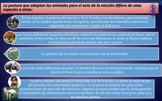 La postura que adoptan los animales para el acto de la micción difiere de unas
especies a otras:
•En los équidos, la postura del macho y de la hembra son semejantes, generalmente,
orinan en la cuadra cuando están tranquilos, extendiendo los miembros anteriores,
separando los posteriores y bajan el abdomen.
•Las vacas, adelantan las patas anteriores, separan los posteriores y arquean el dorso por el
contrario, el toro orina, la mayoría de las veces sin detenerse, la orina va fluyen hasta la
cavidad prepucial desde donde sale poco a poco.
•La postura de los óvidos es semejante a la de los bóvidos.
•En el cerdo existe diferencia sexuales, la hembra flexiona el tercio posterior, mientras que el
macho lo hace de pie y expulsa la orina a golpes.
• La perra adopta una postura semejante a la de la cerda y el perro lo hace de pie,
levantando una extremidad posterior. En el perro la emisión de orina tiene
connotaciones de marcado de territorio (algunos autores señalan que la orina permite
el intercambio de información entre los machos), de ahí que orina muy poco cada vez y
en muchos puntos.
 