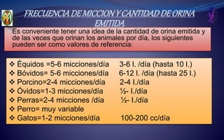 FRECUENCIADE MICCIONY CANTIDADDE ORINA
EMITIDA
 Es conveniente tener una idea de la cantidad de orina emitida y
de las veces que orinan los animales por día, los siguientes
pueden ser como valores de referencia:
 Équidos =5-6 micciones/día 3-6 l. /día (hasta 10 l.)
 Bóvidos= 5-6 micciones/día 6-12 l. /día (hasta 25 l.)
 Porcino=2-4 micciones/día 2-4 I./día
 Óvidos=1-3 micciones/día ½- I./día
 Perras=2-4 micciones /día ½- I./día
 Perro= muy variable
 Gatos=1-2 micciones/día 100-200 cc/día
 