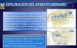 EXPLORACIONDELAPARATOURINARIO.
El sistema urinario está formado por dos
riñones, siendo su función el filtrar la sangre
formando la orina, la cual pasa a través de los
uréteres y de ella al exterior a través de la
uretra llegando a la vejiga. La uretra sale del
cuerpo junto con el tracto sexual, por la vagina
en la hembra y por el pene en el macho.
Las funciones del aparato urinario son dos:
-Eliminación de los productos de desecho del
metabolismo atravez de la orina.
- La regulación de los elementos esenciales,
mediante una reabsorción selectiva.
 