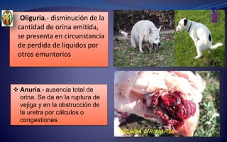 Oliguria.- disminución de la
cantidad de orina emitida,
se presenta en circunstancia
de perdida de líquidos por
otros emuntorios
 Anuria.- ausencia total de
orina. Se da en la ruptura de
vejiga y en la obstrucción de
la uretra por cálculos o
congestiones.
 