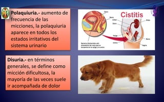 Polaquiuria.- aumento de
frecuencia de las
micciones, la polaquiuria
aparece en todos los
estados irritativos del
sistema urinario
Disuria.- en términos
generales, se define como
micción dificultosa, la
mayoría de las veces suele
ir acompañada de dolor
 