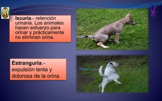  Iscuria.- retención
urinaria. Los animales
hacen esfuerzo para
orinar y prácticamente
no eliminan orina.
Estranguria.-
expulsión lenta y
dolorosa de la orina.
 