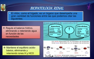 BIOPATOLOGIA RENAL
 El riñón, como el hígado, es un órgano que desempeña una
gran cantidad de funciones entre las que podemos citar las
siguientes:
 Regula el balance hídrico,
eliminando o reteniendo agua
en función de las
necesidades
 Mantiene el equilibrio acido-
básico, eliminando y
reteniendo iones H y HCO
 