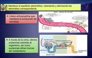  Mantiene el equilibrio electrolítico, reteniendo y eliminando los
electrolitos correspondiente
 A través de la orina, elimina
sustancias extrañas al
organismo, así como
sustancias afines toxicas
del metabolismo
 Libera eritropoyetina que
mantiene la producción de
hematíes
 