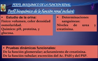 Perfilbioquímicode la funciónrenalincluirá:
PERFILBIOQUIMICODE LAFUNCIONRENAL.
 Estudio de la orina:
Físico: volumen, color densidad
osmolaridad.
Químico: pH, proteína, y
glucosa.
 Determinaciones
sanguíneas:
Niveles de urea y
creatinina.
 Pruebas dinámicas funcionales:
De la función glomerular; aclaramiento de creatinina.
De la función tubular; excreción del Ac. PAH y del PSP.
 
