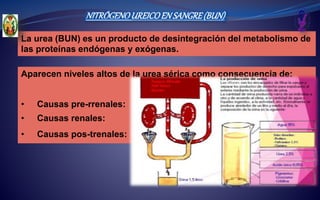 NITRÓGENOUREICOENSANGRE(BUN)
La urea (BUN) es un producto de desintegración del metabolismo de
las proteínas endógenas y exógenas.
Aparecen niveles altos de la urea sérica como consecuencia de:
• Causas pre-rrenales:
• Causas renales:
• Causas pos-trenales:
 