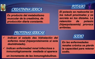 En las enfermedades
renales crónica se pierde
la capacidad para retener
sodio.
 Indican el estado des hidratación del
enfermo renal (hiperproteinemia si esta
deshidratado).
 Indican enfermedad renal infecciosa o
inmunológicamente mediada si aparece
un incremento de las inmunoglobulinas.
SODIO
PROTEINASSERICAS
Es producto del metabolismo
muscular de la creatinina, de
producción diaria constante.
El potasio se reabsorbe en
los tubuli proximales y se
excreta en los distales. La
retención de potasio
(hiperpotasemia) provoca
arritmias.
CREATININASERICA
POTASIO
 