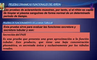 PRUEBASDINAMICASFUNCIONALESDELRIÑON:
Las pruebas de aclaramiento muestran, por tanto, si el riñón es capaz
de limpiar el plasma sanguíneo de forma normal de un determinado
periodo de tiempo.
Esta prueba sirve para evaluar las funciones excretora y
secretora tubular y son:
Secreción del PAH
Es una prueba que presenta una gran aproximación a la función
tubular. Este producto, que tiene una baja concentración
plasmática, es secretada única y exclusivamente por los túbulos
renales.
PRUEBASDEFUNCIONAMIENTODELAMASATUBULAR
 