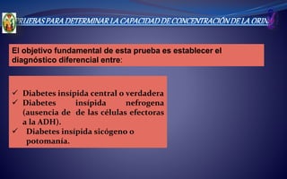 El objetivo fundamental de esta prueba es establecer el
diagnóstico diferencial entre:
 Diabetes insípida central o verdadera
 Diabetes insípida nefrogena
(ausencia de de las células efectoras
a la ADH).
 Diabetes insípida sicógeno o
potomanía.
PRUEBASPARADETERMINARLACAPACIDADDECONCENTRACIÓNDELAORINA
 