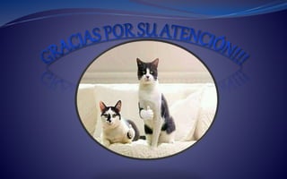 Propedeutica  aparato urinario