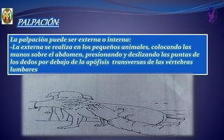 PALPACIÓN:
La palpación puede ser externa o interna:
-La externa se realiza en los pequeños animales, colocando las
manos sobre el abdomen, presionando y deslizando las puntas de
los dedos por debajo de la apófisis transversas de las vértebras
lumbares
 