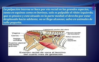 La palpación interna se hace por vía rectal en las grandes especies,
tanto en equinos como en bovinos, solo es palpable el riñón izquierdo,
que es ptosico y está situado en la parte medial; el derecho por estar
desplazado hacia adelante, no se llega alcanzar, salvo en animales de
talla pequeña.
 