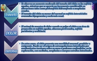 TAMAÑO:
• Se observa un aumento moderado del tamaño del riñón en las nefritis
agudas, mientras que se aprecia un incremento considerable en
alteraciones tales como pielonefritis hidronefrosis o neoplasias
renales.
• El tamaño del riñón es menor del normal en nefritis intersticiales
avanzadas hipogenesias y esclerosis renal.
DOLOR:
• El animal da muestra de dolor cuando se palpa el riñón o su área de
proyección en nefritis agudas, abscesos perirrenales, nefritis
purulentas y urolitiasis.
DISTOPIAS:
• En estos casos, el riñón presenta una movilidad anormal, pendular o
emigrante. Puede ser el origen de estrangulaciones intestinales por
anudamientos torsiones sobre su meso o podemos confundirlos, en la
exploración, con escíbalos, neoplasias o cuerpos extraños intestinales.
 