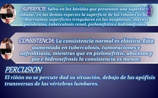 SUPERFICIE:Salvo en los bóvidos que presentan una superficie
lobular, en las demás especies la superficie de los riñones es lisa.
Observamos superficies irregulares en las neoplasias, nefritis
purulentas, tuberculosis renal, pielonefritis e hidronefrosis.
CONSISTENCIA:La consistencia normal es elástica. Esta
aumentada en tuberculosis, tumoraciones y
nefrolitiasis, mientras que en pielonefritis, abscesos y
pio e hidronefrosis la consistencia es menor.
PERCUSION
El riñón no se percute dad su situación, debajo de las apófisis
transversas de las vértebras lumbares.
 
