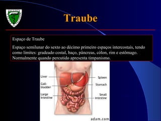 TraubeTraube
Espaço de Traube
Espaço semilunar do sexto ao décimo primeiro espaços intercostais, tendo
como limites: gradeado costal, baço, pâncreas, cólon, rim e estômago.
Normalmente quando percutido apresenta timpanismo.
T6-T12
 