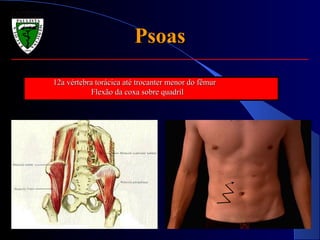PsoasPsoas
12a vértebra torácica até trocanter menor do fêmur12a vértebra torácica até trocanter menor do fêmur
Flexão da coxa sobre quadrilFlexão da coxa sobre quadril
 
