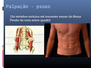 Palpação - psoas 
12a vértebra torácica até trocanter menor do fêmur 
Flexão da coxa sobre quadril 
 