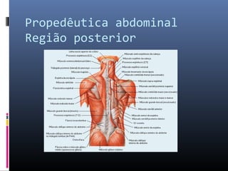 Propedêutica abdominal 
Região posterior 
 