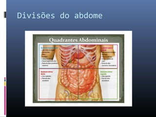 Divisões do abdome 
 