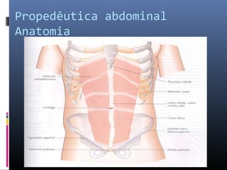 Propedêutica abdominal 
Anatomia 
 