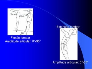 Flexão lombar
Extensão lombar
Amplitude articular: 0°-95°
Amplitude articular: 0°-35°
 