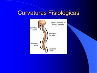 Curvaturas Fisiológicas
 