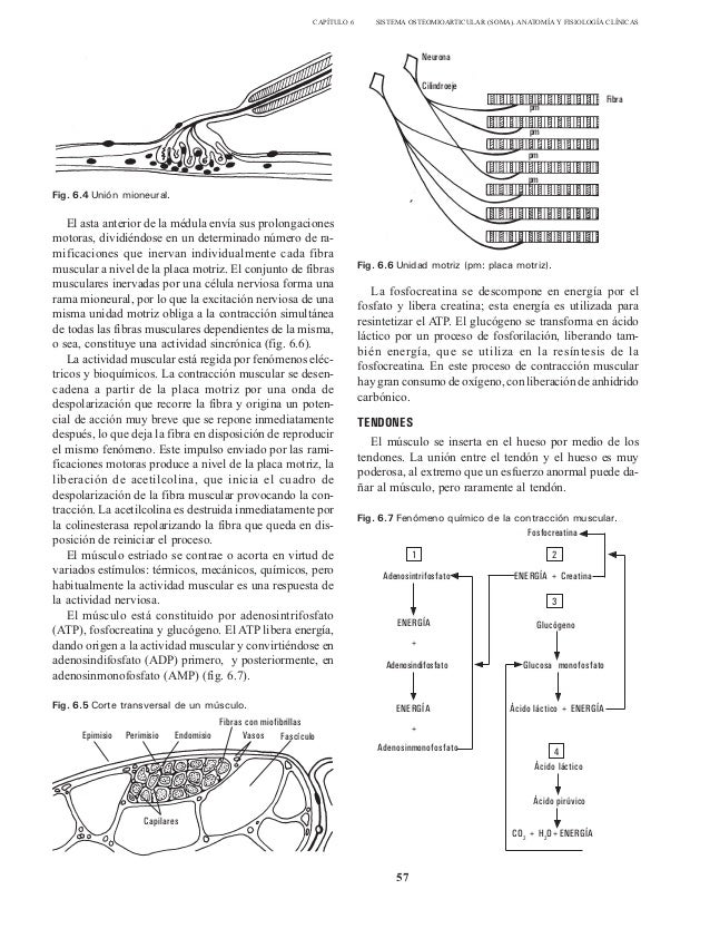Propedeutica clinica y semiologia medica tomo 2 pdf