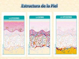 Piel