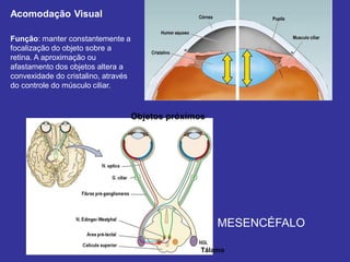 Acomodação Visual
Tálamo
MESENCÉFALO
Objetos próximos
Função: manter constantemente a
focalização do objeto sobre a
retina. A aproximação ou
afastamento dos objetos altera a
convexidade do cristalino, através
do controle do músculo ciliar.
 