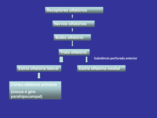 Receptores olfatórios
Nervos olfatórios
Bulbo olfatório
Trato olfatório
Estria olfatória lateral Estria olfatória medial
Substância perfurada anterior
Córtex olfatório primário
(úncus e giro
parahipocampal)
 