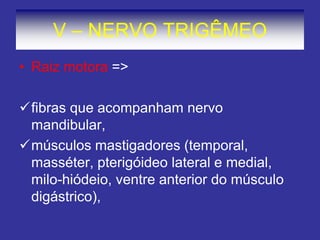 V – NERVO TRIGÊMEO
• Raiz motora =>
fibras que acompanham nervo
mandibular,
músculos mastigadores (temporal,
masséter, pterigóideo lateral e medial,
milo-hiódeio, ventre anterior do músculo
digástrico),
 