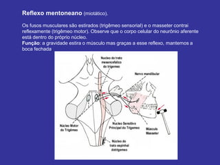 Reflexo mentoneano (miotático).
Os fusos musculares são estirados (trigêmeo sensorial) e o masseter contrai
reflexamente (trigêmeo motor). Observe que o corpo celular do neurônio aferente
está dentro do próprio núcleo.
Função: a gravidade estira o músculo mas graças a esse reflexo, mantemos a
boca fechada.
 