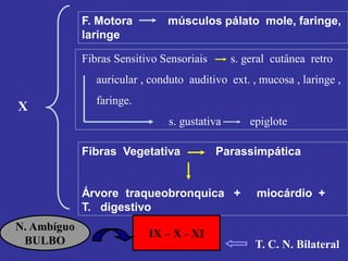 F. Motora músculos pálato mole, faringe,
laringe
Fibras Sensitivo Sensoriais s. geral cutânea retro
auricular , conduto auditivo ext. , mucosa , laringe ,
faringe.
s. gustativa epiglote
Fibras Vegetativa Parassimpática
Árvore traqueobronquica + miocárdio +
T. digestivo
X
N. Ambíguo
BULBO
IX – X - XI
T. C. N. Bilateral
 