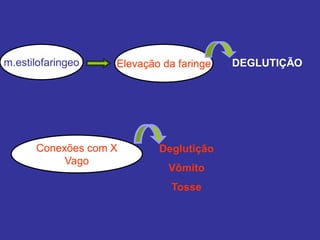 m.estilofaringeo Elevação da faringe DEGLUTIÇÃO
Conexões com X
Vago
Deglutição
Vômito
Tosse
 