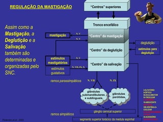 “Centro” da salivação
“Centro” da deglutição
“Centro” da mastigação
Tronco encefálico
“Centros” superiores
mastigação
estímulos
mastigatórios
estímulos
gustativos
N. V
N. V
N. V
N. VII, IX, X
glândulas
submandibulares
e sublinguais
glândulas
parótidas
N. VII N. IX
gânglio cervical superior
segmento superior torácico da medula espinhal
ramos parassimpáticos
ramos simpáticos
deglutição
estímulos para
deglutição
I-OLFATÓRIO
II-ÓPTICO
III-OCULOMOTOR
IV-TROCLEAR
V-TRIGÊMEO
VI-ABDUCENTE
VII-FACIAL
VIII-VESTÍBULO-
COCLEAR
IX-GLOSSOFARÍNGEO
X-VAGO
XI-ACESSÓRIO
XII-HIPOGLOSSOPedersen,et al., 2002.
Assim como a
Mastigação, a
Deglutição e a
Salivação
também são
determinadas e
organizadas pelo
SNC.
REGULAÇÃO DA MASTIGAÇÃO
 