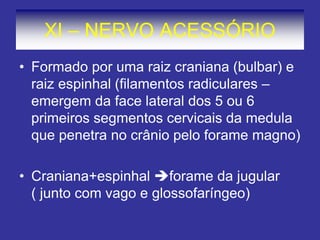 XI – NERVO ACESSÓRIO
• Formado por uma raiz craniana (bulbar) e
raiz espinhal (filamentos radiculares –
emergem da face lateral dos 5 ou 6
primeiros segmentos cervicais da medula
que penetra no crânio pelo forame magno)
• Craniana+espinhal forame da jugular
( junto com vago e glossofaríngeo)
 