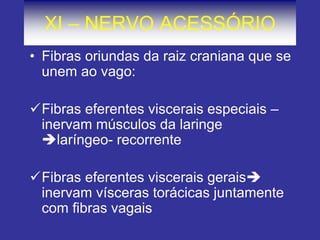 XI – NERVO ACESSÓRIO
• Fibras oriundas da raiz craniana que se
unem ao vago:
Fibras eferentes viscerais especiais –
inervam músculos da laringe
laríngeo- recorrente
Fibras eferentes viscerais gerais
inervam vísceras torácicas juntamente
com fibras vagais
 
