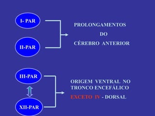 I- PAR
II-PAR
PROLONGAMENTOS
DO
CÉREBRO ANTERIOR
III-PAR
XII-PAR
ORIGEM VENTRAL NO
TRONCO ENCEFÁLICO
EXCETO IV - DORSAL
 