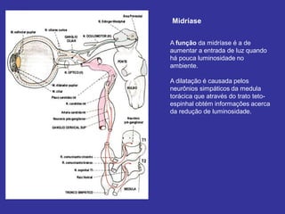 Midríase
A função da midríase é a de
aumentar a entrada de luz quando
há pouca luminosidade no
ambiente.
A dilatação é causada pelos
neurônios simpáticos da medula
torácica que através do trato teto-
espinhal obtém informações acerca
da redução de luminosidade.
 