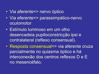 • Via aferente=> nervo óptico
• Via eferente=> parassimpático-nervo
oculomotor
• Estímulo luminoso em um olho
desencadeia pupiloconstricção ipsi e
contralateral (reflexo consensual).
• Resposta consensual=> via aferente cruza
parcialmente no quiasma óptico e há
interconexão dos centros reflexos D e E
no mesencéfalo.
 