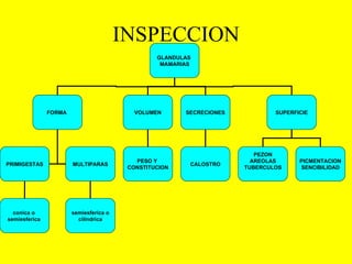 INSPECCION GLANDULAS  MAMARIAS FORMA   SUPERFICIE VOLUMEN SECRECIONES PRIMIGESTAS MULTIPARAS conica o  semiesferica   semiesferica o cilíndrica   PESO Y  CONSTITUCION CALOSTRO PEZON AREOLAS TUBERCULOS PICMENTACION SENCIBILIDAD 