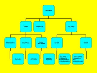 ABDOMEN FORMA SUPERFICIE VOLUMEN PRIMIGESTAS GRAN  MULTIPARA OVALADA VIENTRE   PENDULO MULTIPARA ESFERICA MAYOR MENOR - MULTIPLE - PRODUCTO  MACROSOMICO - POLHIDROMICO - OLIGOAMNIOS - PRODUCTO MAL  DESARROLLADO 