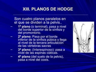 XIII. PLANOS DE HODGE
–
–
–
–
Son cuatro planos paralelos en
el que se dividen a la pelvis..
1º plano (o terminal), pasa a nivel
del borde superior de la sínfisis y
del promontorio.
2º plano: Pasa por el borde
inferior de la sínfisis púbica y llega
al nivel de la tercera articulación
de las vértebras sacras
3ª plano: (Interespinoso): pasa a
nivel de las espinas ciáticas.
4º plano (del suelo de la pelvis),
pasa a nivel del coxis.
 