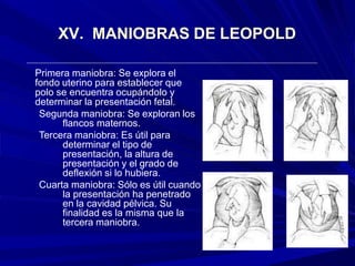 XV. MANIOBRAS DE LEOPOLD
Primera maniobra: Se explora el
fondo uterino para establecer que
polo se encuentra ocupándolo y
determinar la presentación fetal.
Segunda maniobra: Se exploran los
flancos maternos.
Tercera maniobra: Es útil para
determinar el tipo de
presentación, la altura de
presentación y el grado de
deflexión si lo hubiera.
Cuarta maniobra: Sólo es útil cuando
la presentación ha penetrado
en la cavidad pélvica. Su
finalidad es la misma que la
tercera maniobra.
 