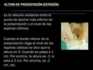Es la relación existente entre el
punto de declive más inferior de
la presentación y el nivel de las
espinas ciáticas.
Cuando el borde inferior de la
presentación llega al nivel de las
espinas ciáticas se dice que la
altura en 0. Cuando se palpa a 1
cm. Por encima, la altura es -1; si
esta a 2 cm. Por encima, es -2
cm, etc.
 