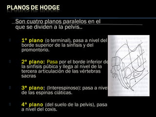 Son cuatro planos paralelos en el
que se dividen a la pelvis..
 1º plano (o terminal), pasa a nivel del
borde superior de la sínfisis y del
promontorio.
 2º plano: Pasa por el borde inferior de
la sínfisis púbica y llega al nivel de la
tercera articulación de las vértebras
sacras
 3ª plano: (Interespinoso): pasa a nivel
de las espinas ciáticas.
 4º plano (del suelo de la pelvis), pasa
a nivel del coxis.
 