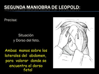 Precisa:
Situación
y Dorso del feto.
Ambas manos sobre los
laterales del abdomen,
para valorar donde se
encuentra el dorso
fetal
 