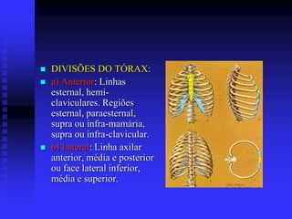    DIVISÕES DO TÓRAX:
   a) Anterior: Linhas
    esternal, hemi-
    claviculares. Regiões
    esternal, paraesternal,
    supra ou infra-mamária,
    supra ou infra-clavicular.
   b) Lateral: Linha axilar
    anterior, média e posterior
    ou face lateral inferior,
    média e superior.
 